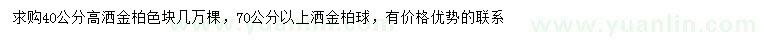 求购高40公分洒金柏、70公分以上洒金柏球
