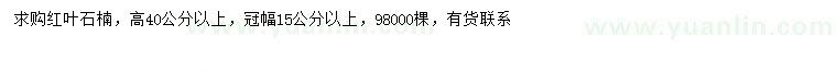 求购高40公分以上红叶石楠