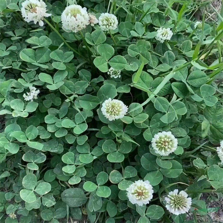 抗旱耐贫瘠多年生 豪景白花三叶草种子发芽率好