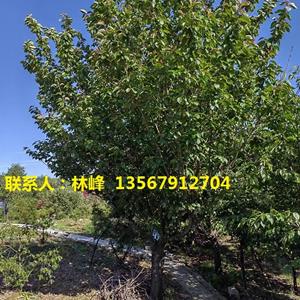 四明山樱花/中国樱花培育基地