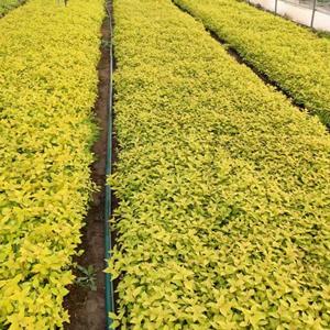 金山绣线菊价格金山绣线菊苗情金山绣线菊基地