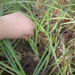 紫娇花价格紫娇花苗情紫娇花基地