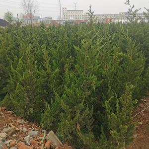 沭阳出售，40-70高小龙柏，龙柏小苗，龙柏基地直发