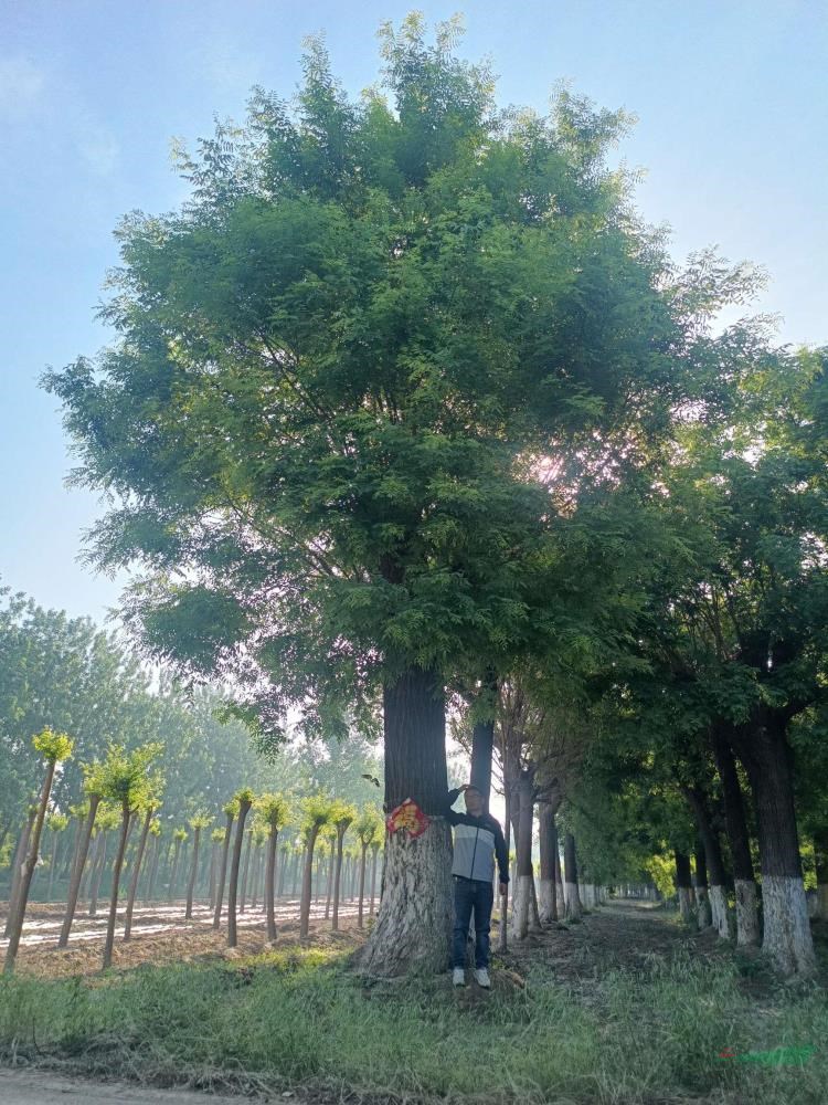 山东國槐 大國槐树 古槐树大小规格可选