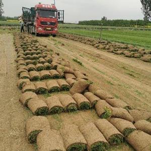 冷季型草坪早熟禾和高羊茅四季青果岭草剪股颖百慕大