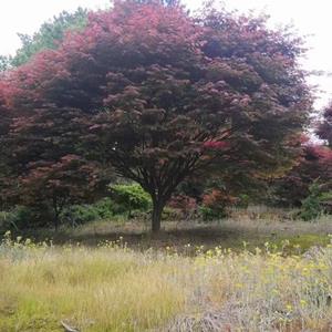 四明山红枫/余姚四明山红枫