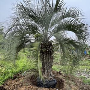 鸿景园林布迪椰子基地果冻柚子椰子批发