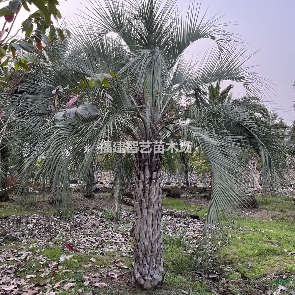 鴻景園林布迪椰子基地果凍柚子椰子批發