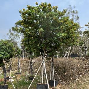 漳州鸿景园林种植黄花槐基地黄槐批发