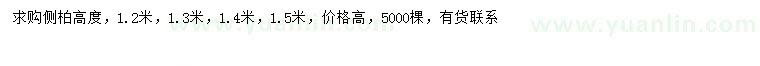 求购高1.2、1.3、1.4、1.5米侧柏