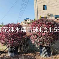 红花继木球景观效果佳 供应冠幅1.2-1.5米精品红花继木球