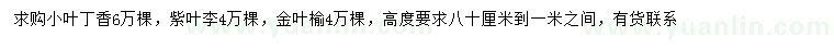 求购小叶丁香、紫叶李、金叶榆