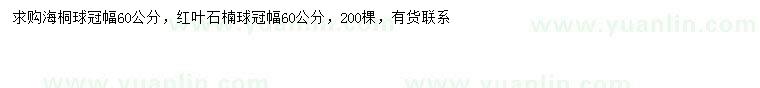 求购冠幅60公分海桐球、红叶石楠球