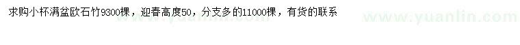 求购欧石竹、高50公分迎春