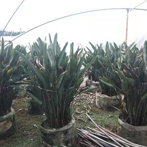 四川鶴望蘭盆苗出售 鶴望蘭袋苗基地 80-150高鶴望蘭