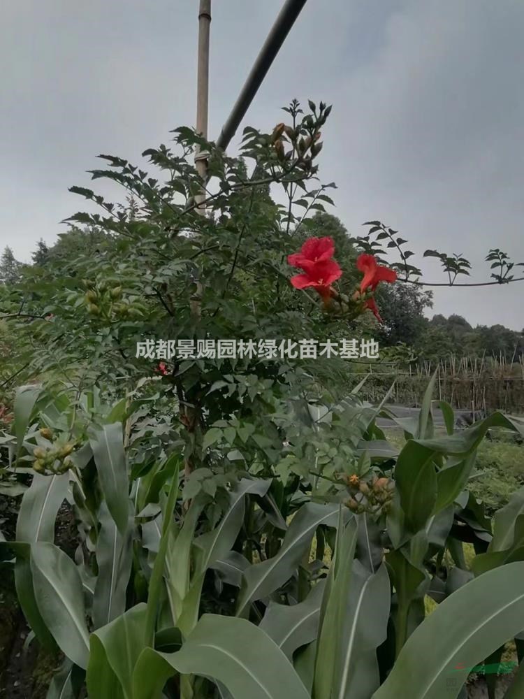 出售凌霄杯苗 16杯凌霄 美国凌霄基地 凌霄批发