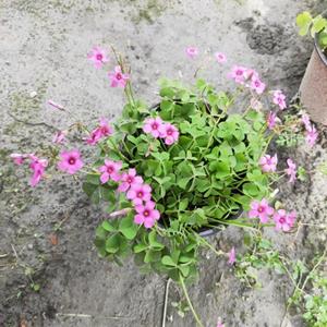 红花醡浆草基地 醡浆草批发 红花酢浆草杯苗供应