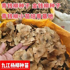 青钱柳种子 金钱柳种子价格 青钱柳种子产地批发