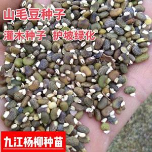供应山毛豆种子 护坡灌木种子批发 山毛豆种子行情价格