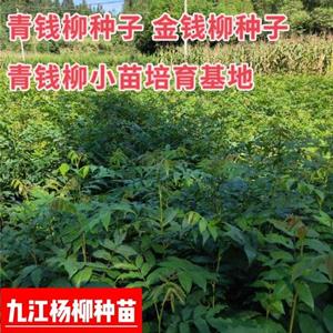 青钱柳小苗批发 金钱柳小苗价格 青钱柳小苗种植基地