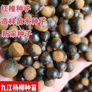 当年新采的红椎种子 红椎种子行情价格 红椎种子图片展示