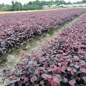 红花继木批发苗基地，红继木工程小苗价格，红继木出售