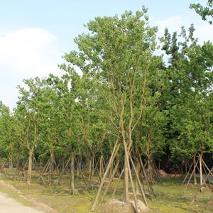 乌桕基地，四川乌桕基地树叶园艺供应独杆乌桕，丛生乌桕