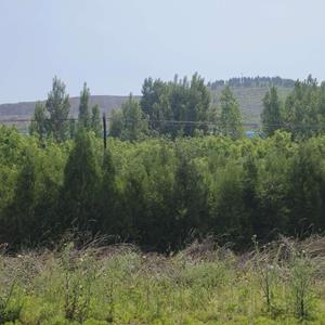 邯郸金隅太行出售苗木（侧柏、雪松）