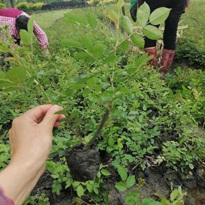 丰花月季批发基地，重庆丰花月季杯苗