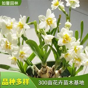 水仙花苗 绿植盆栽苗 水养植物 球根室内水培花卉 花境植物批发