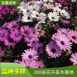 出售南非萬壽菊 园林观花地被植物 城市绿地 花坛花镜用花
