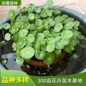 水生植物香菇草 园林庭院造景植物 室内水体绿化 圆币草 花境植物批发