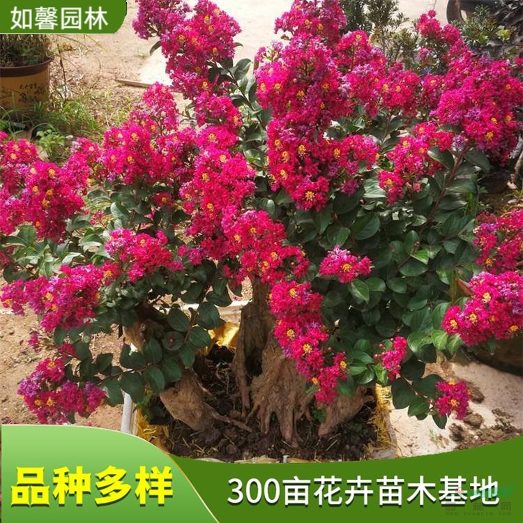 百丽矮紫薇花苗 花坛花篱栽植 园林景观观赏绿化树 花境植物批发