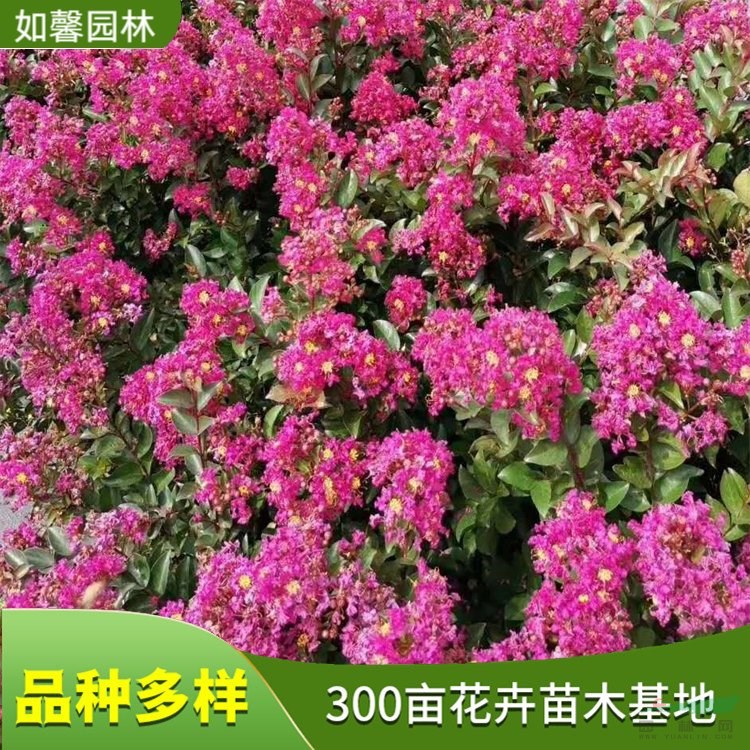 百丽矮紫薇花苗 花坛花篱栽植 园林景观观赏绿化树 花境植物批发