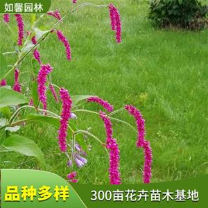 基地供应红蓼 室内观赏植物 湿地河道池塘水体绿化 花境植物批发