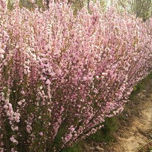 出售郁李 庭院观花植物 盆栽地栽苗 耐寒 丛生多花花卉 花境植物批发