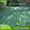 基地供应富贵草 园林绿化工程苗 雪山苓 捆仙绳 转筋草 花境植物批发