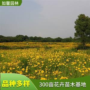 苗圃出售大花金鸡菊 地被高速公路 固土护坡绿化 花境植物批发