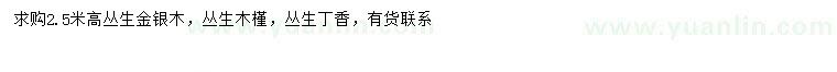 求购丛生金银木、丛生木槿、丛生丁香