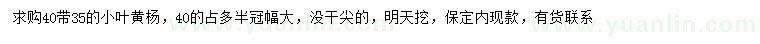 求购35、40公分小叶黄杨