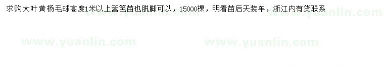 求购高1米以上大叶黄杨球、大叶黄杨篱笆