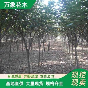 苗圃基地出售 工程榉树绿化苗 园林造景行道景观树 花镜花坛列植