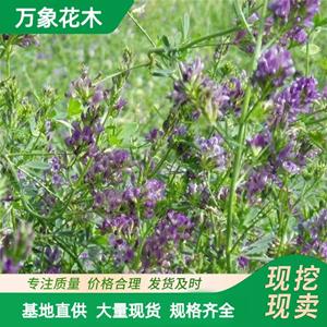 万象花木 紫花苜蓿 多年生草本 有食用价值和生态价值 厂家批发直销