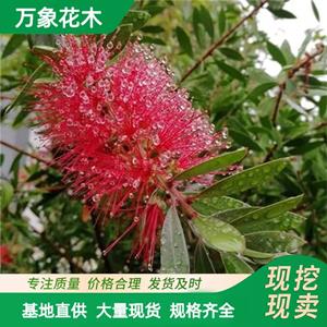 万象花木出售阔叶红千层 花形奇特色彩鲜艳 公园庭院、街边绿地