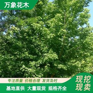 基地出售 复叶槭 火烈鸟 树冠广阔 遮荫好 公园广场步道庭荫树