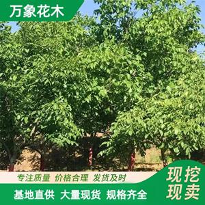 万象花木出售 核桃树苗 人工嫁接改良品种产量高 厂家批发直销