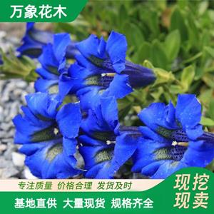 出售龙胆花 庭院公园花园露地花卉观赏植苗圃 品相好颜值高 美丽 厂家批发直销