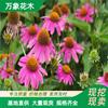 基地松果菊盆栽 花境花海用 宿根盆栽苗 国庆节日花卉 紫锥花