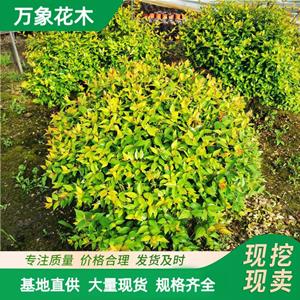 长期出售 金叶大花六道木球袋苗 庭院地栽植物 园林绿化 厂家批发直销