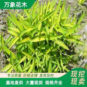 苗圃矮竹子菲黄竹地被竹 植物盆景庭院绿化 护土固坡种植 厂家批发直销